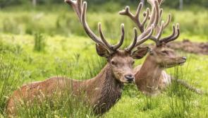 'Oh deer' - Kildare gardaí issue alert to road users 