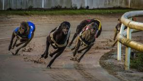 Kildare Represented in Semi-Finals of BoyleSports Irish Greyhound Derby