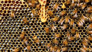 UN-BEE-LIEVABLE: Complaint over ad for bees putting 'child in dangerous situation'

