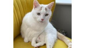 'A bunch of heartless boys' - Kildare teens slammed for cruel missing cat prank
