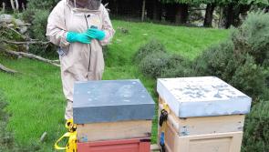 Buzz off to beekeeping course in Kildare
