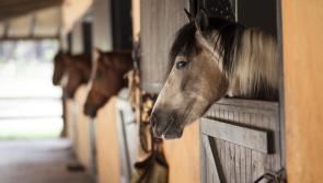 Plans granted for €1.5m stables/offices development at Guidenstown, Co Kildare