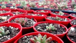 Plans for major residential development at well-known Kildare garden centre
