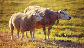 Kildare farmers advised of 2025 EPA inspections