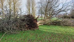 Trees must be maintained across Kildare to prevent storm damage