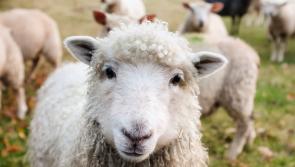 Kildare Minister calls for vigilance following reports of foot-and-mouth disease outbreaks in Slovakia