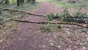 Paths in Kildare forest park still blocked two months after storm