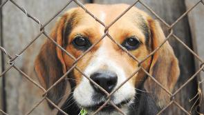 Plans granted for €272k cattery/kennels in Kildare

