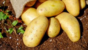 ALERT: Warning to Kildare farmers about potato blight 