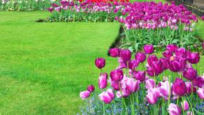 Naas, Co Kildare crowned 'Ireland's Best Kept Town 2025'
