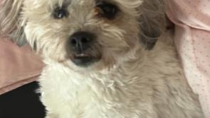APPEAL: €1,000 reward offered by owner of missing dog in Kildare