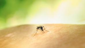 Irish tourists warned as mosquito diseases on the rise across Europe