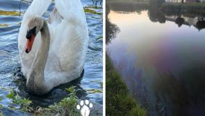 Kildare experts to the rescue as oil spill hits swans and ducks 