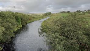 Funding to improve fish stocks in river that rises in Co Kildare 