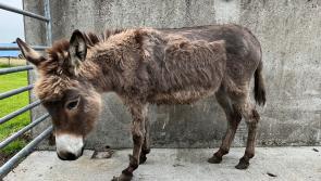 'We need your help' - Donkey Sanctuary pleads for donations as 12 malnourished donkeys rescued