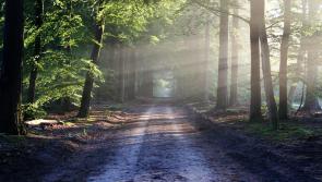 €30,000 capital investment announced for scenic wood in Kildare