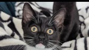 'RIP Blessing'- Three-month-old kitten dies from injuries after being found in a ditch 