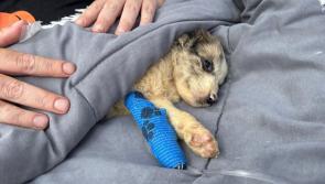 Struggling Kildare animal rescue charity issues urgent appeal