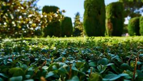 NOTICE: Kildare County Council releases reminder about Hedge Cutting Season