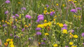 Park in Kildare to be temporarily closed to facilitate wildflower meadow harvesting