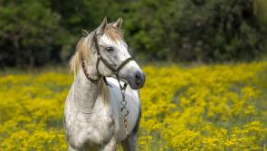 Theft reported at Kildare shop which specialises in selling equestrian products