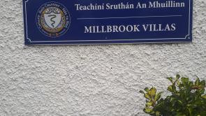 Only minor work needs to be done on huge Kildare trees