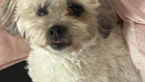 &lsquo;Absolutely heartbreaking&rsquo;: Kildare woman renews appeal and ups reward for missing dog