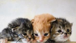 Kildare Animal Foundation to celebrate Silver Jubilee at Open Day on 14 July