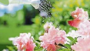 It'll be dry in County Kildare today