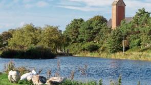 Bags of dog dirt found in Naas lakes