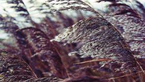 Wind, dry spells and for County Kildare this week