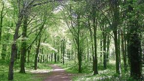 Solution agreed over Kildare soldier's Donadea memorial