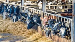 COP26: Taoiseach confirms Ireland among 80 countries signing methane emission reduction pledge 