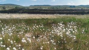 Kildare bogland  'shouldn't be turned into solar farms or landfills'