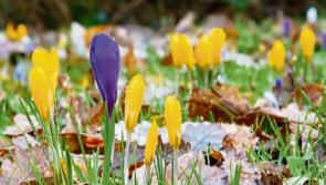 No rain for  County Kildare for the next few days