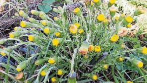 Kildare Wildlife Watch: I can’t believe it’s not a dandelion!