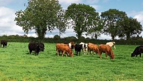 Why Kildare's farmers are among the wealthiest in Ireland