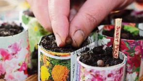 Gardening with Jo: Find your sanctuary – mine's my garden