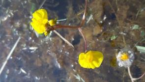 Kildare's Wildlife Watch: The pretty insect killer in your garden pond