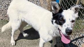 KWWSPCA: Wildlife needs your help in hot weather
