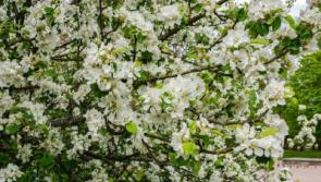 Gardening with Jo: September and October are pivotal gardening months