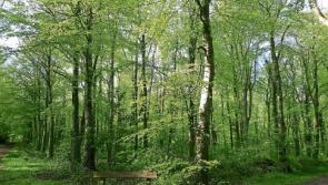 Teagasc launches forestry photo competition – ‘Celebrating Our Forests and Wood Use’