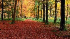 Domestic violence service to hold event in Kildare forest to mark International Women's Day 2023