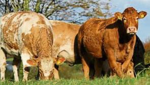 Kildare TD concerned meat imported from South America could be 'catastrophic' for Irish farmers