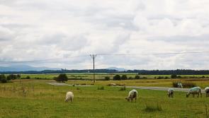 Kildare Senator announces plan to reintroduce Bill that would tackle illegal encampments on the Curragh