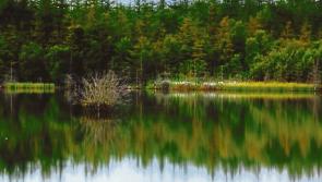 Midlands man dies in tragic accident at Derryounce Lakes in Portarlington