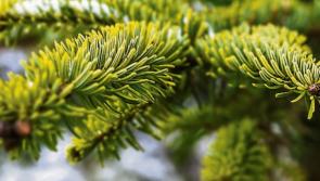 Here are the seven sites where you can recycle your Christmas tree in County Kildare