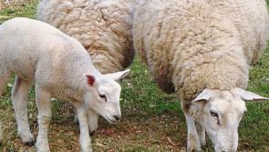 Extremely tight supplies driving lamb trade