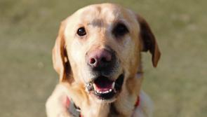 NEWS BRIEF: Kildare-based animal charity to host Christmas Fair in Newbridge