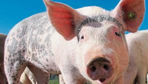 Kildare TD hit with criticism following announcement of live exports deal with China